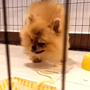 Gatau